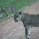 ZMB NOR SouthLuangwa 2016DEC10 NP 072 : 2016, 2016 - African Adventures, Africa, Date, December, Eastern, Month, National Park, Northern, Places, South Luangwa, Trips, Year, Zambia